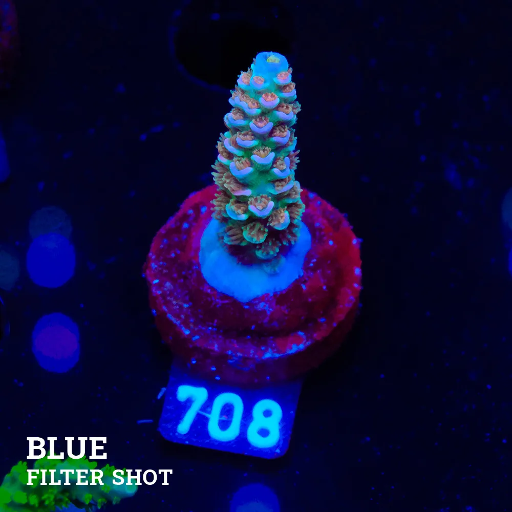 Acropora Tenuis 'Rainbow'