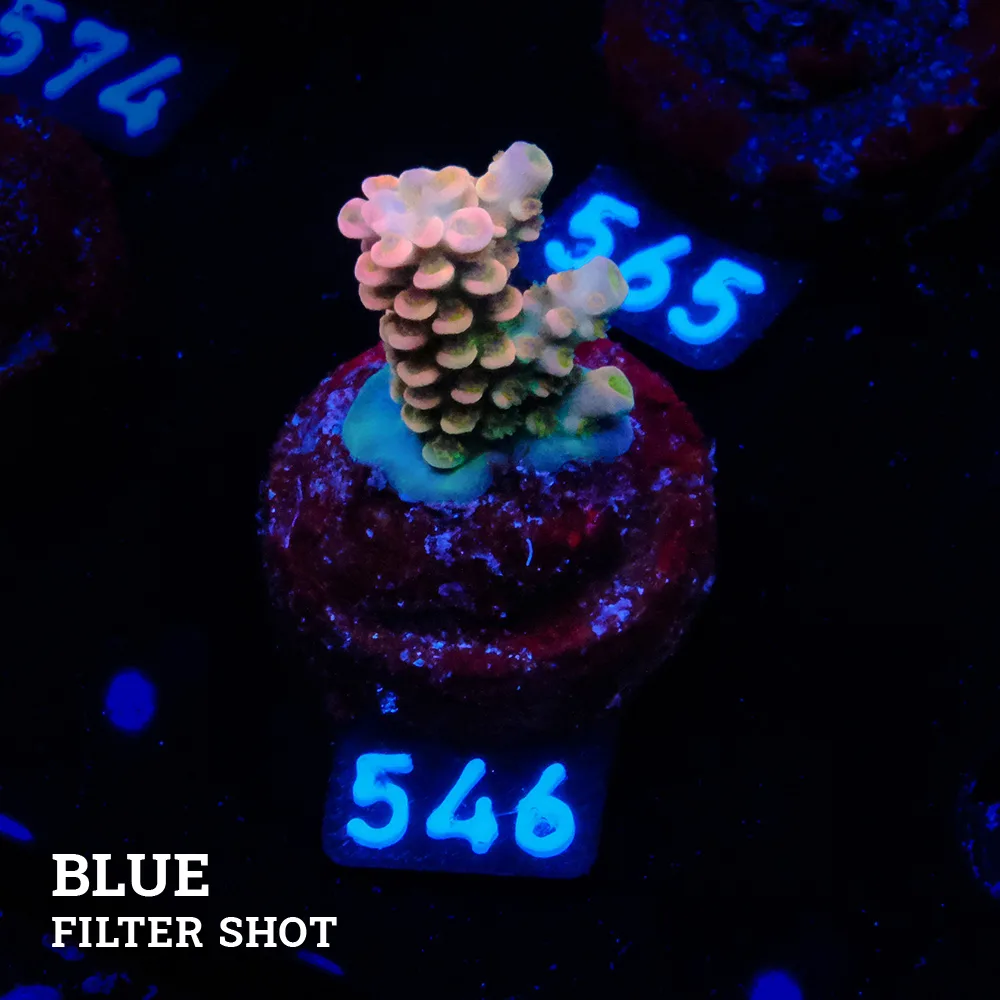 Acropora Tenuis 'Rainbow Ultra' (Arco iris ultra)