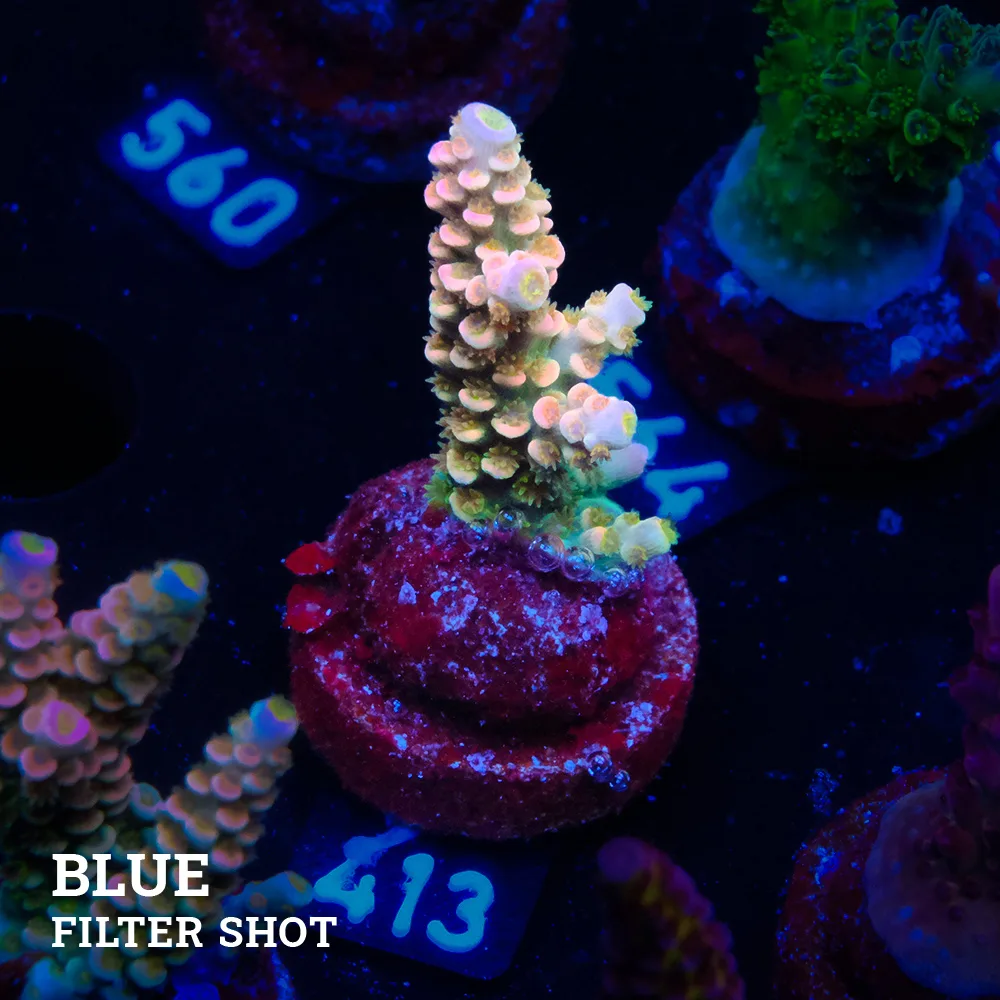 Acropora Tenuis 'Rainbow Ultra