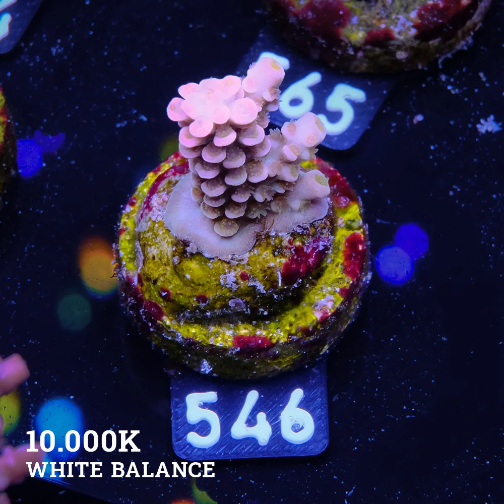 Acropora Tenuis 'Rainbow Ultra' (Arco iris ultra)