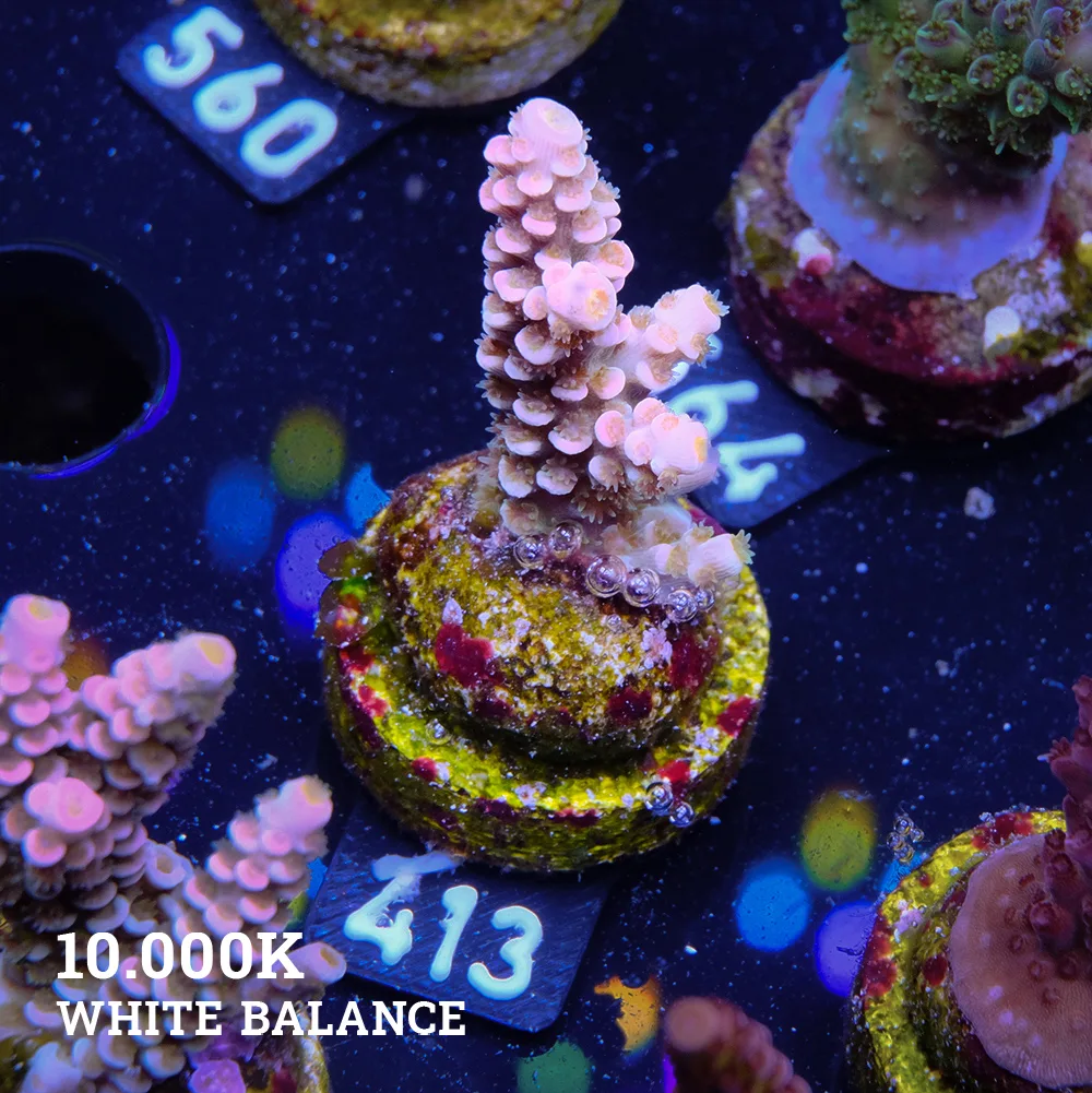 Acropora Tenuis 'Rainbow Ultra