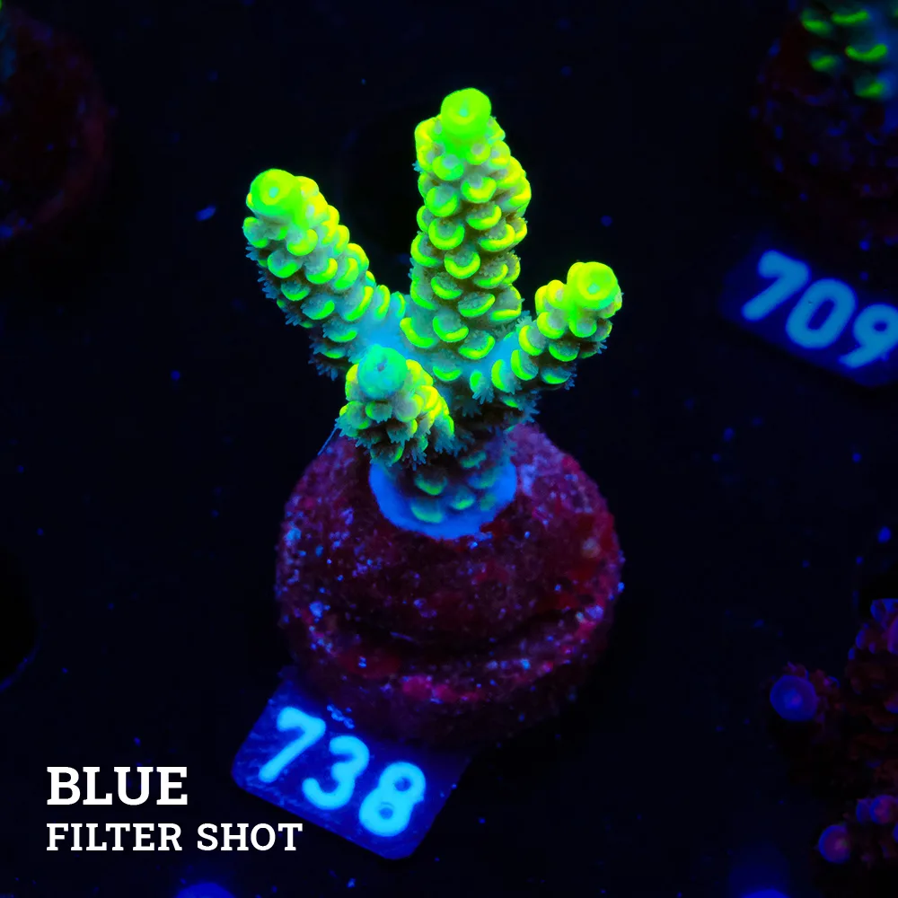 Acropora Tenuis 'Yellow'