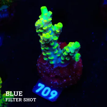 Acropora Tenuis 'Yellow'