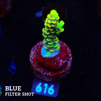 Acropora Tenuis 'Yellow & Orange'