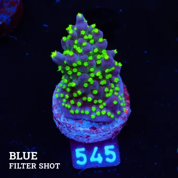 Acropora 'Tricolor'