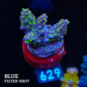 Acropora 'Tricolor'