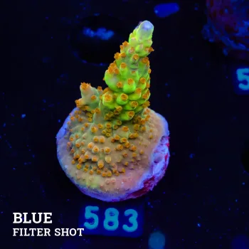 Acropora 'Wonderland'