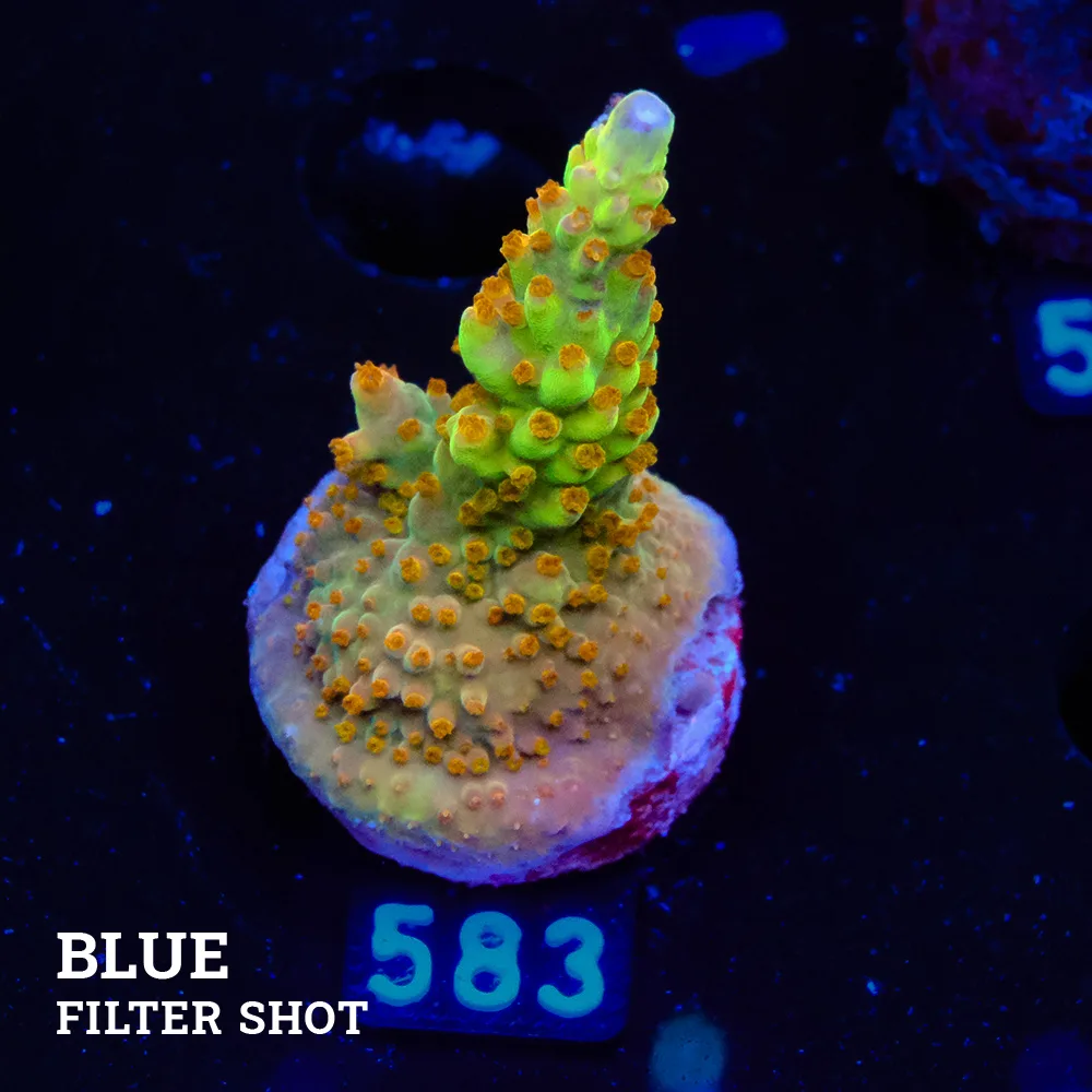 Acropora 'Wonderland'