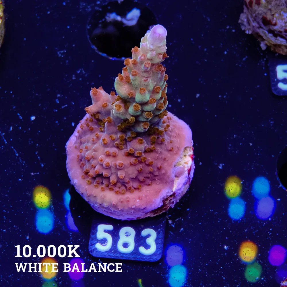 Acropora 'Wonderland'