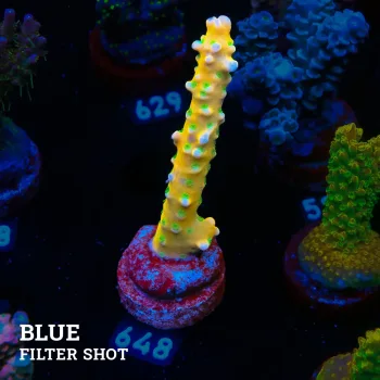 Anacropora 'Rainbow'