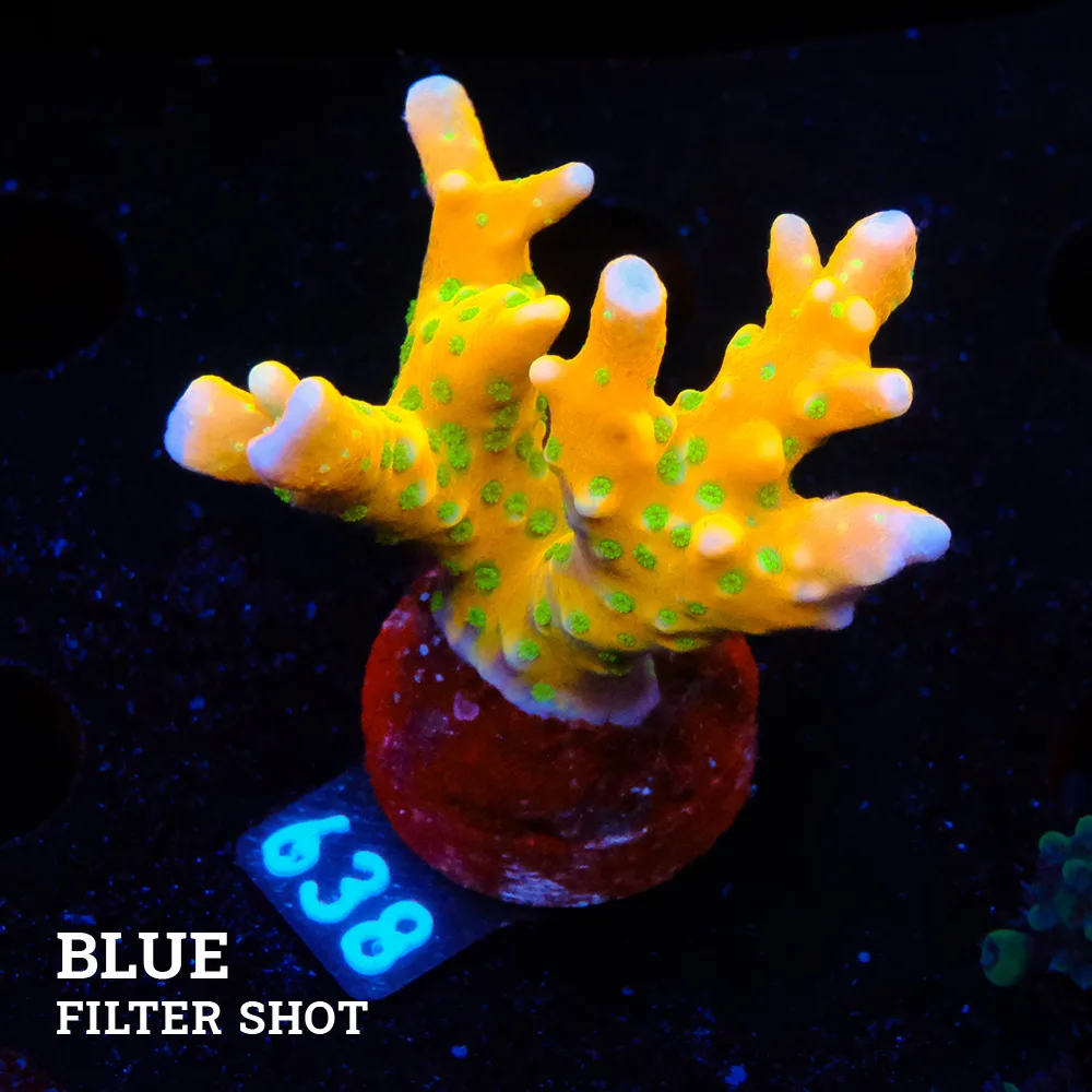 Anacropora 'Tropicana