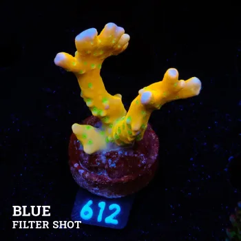 Anacropora 'Tropicana'