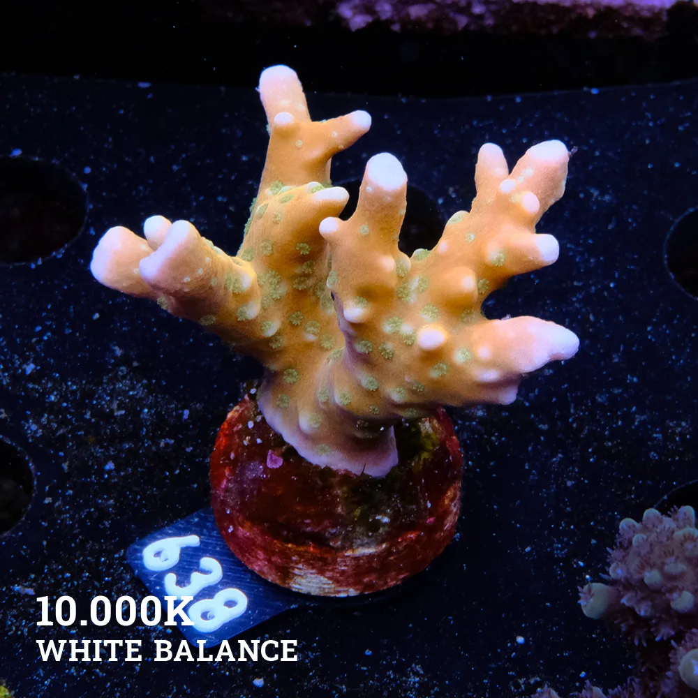 Anacropora 'Tropicana