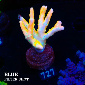 Anacropora 'Tropicana'