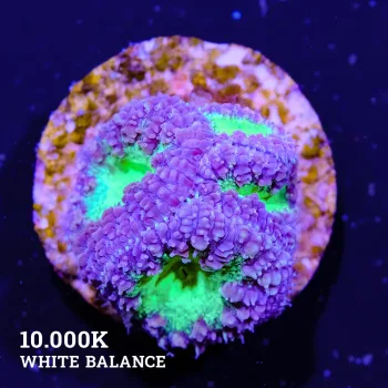 Blasomussa 'Rgey & Green'