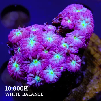 Blastomussa 'Red & Green'