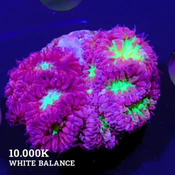 Blastomussa 'Red & Green'