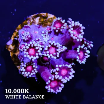 Goniopora 'Red & White'