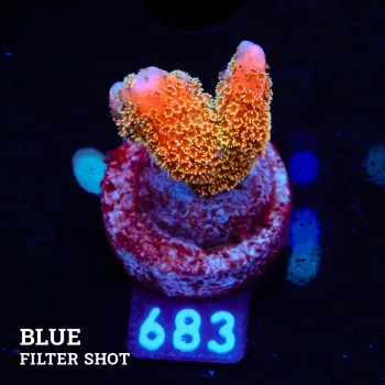 Montipora 'Gold Money'