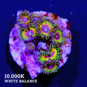 Zoa 'Little Shop of Horror'