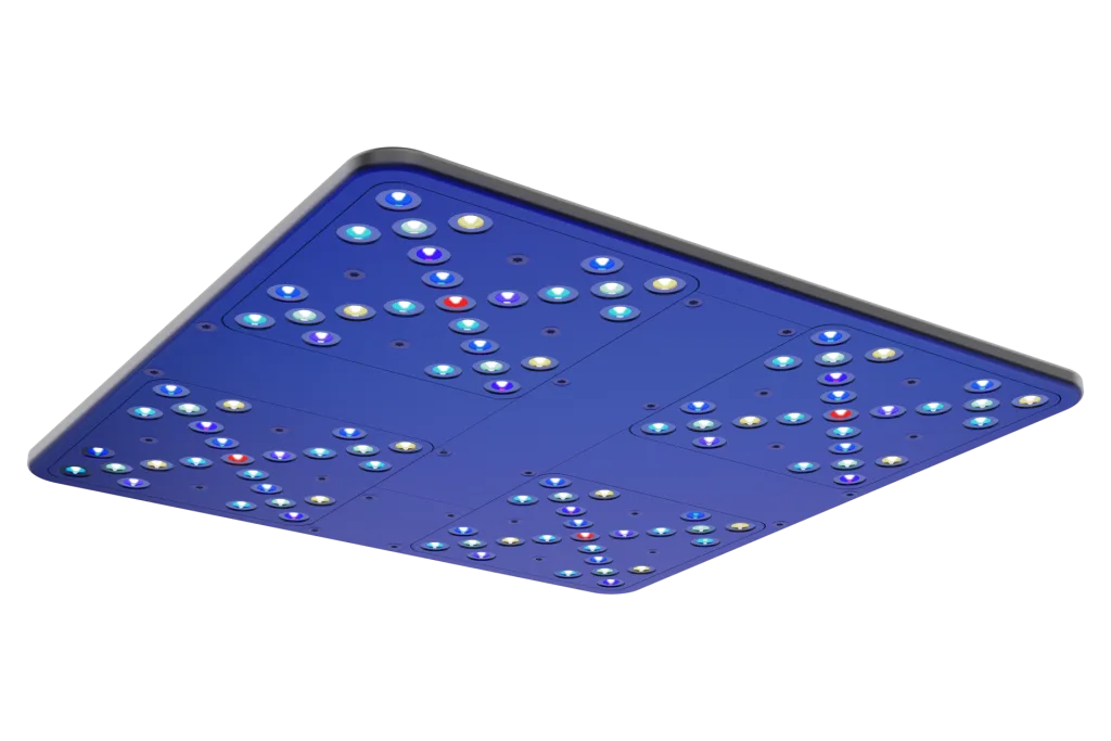 Nachhaltige Korallenzucht & bunte Korallen-Ableger für Dein Aquarium