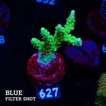 Acropora Chesterfieldensis