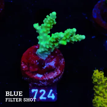 Acropora Chesterfieldensis