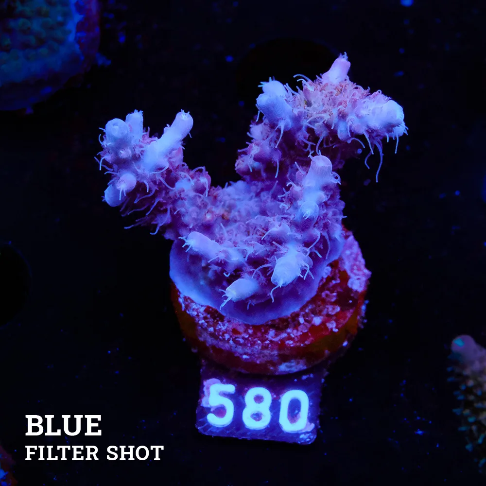 Acropora Confetti B-Grade