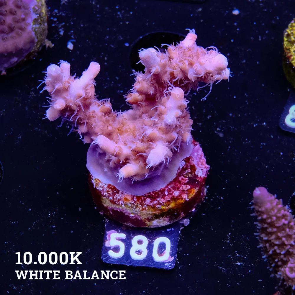 Acropora Confetti B-Grade