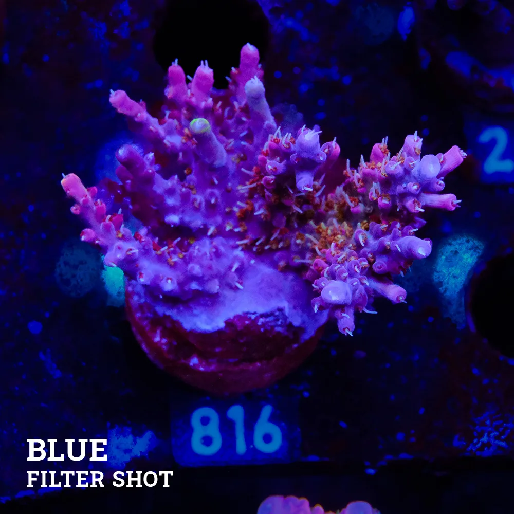 Acropora 'Confetti'