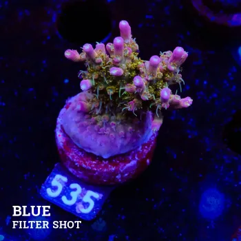 Acropora 'Confetti Ultra'