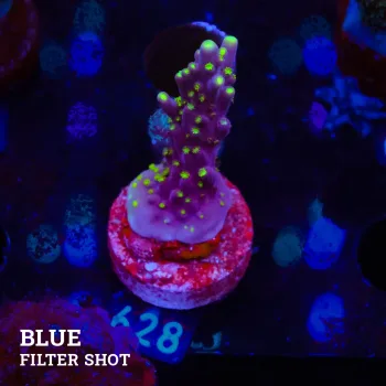 Acropora Fiji Tricolor Table