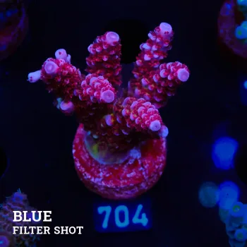 Acropora 'Fluo Bicolor II'