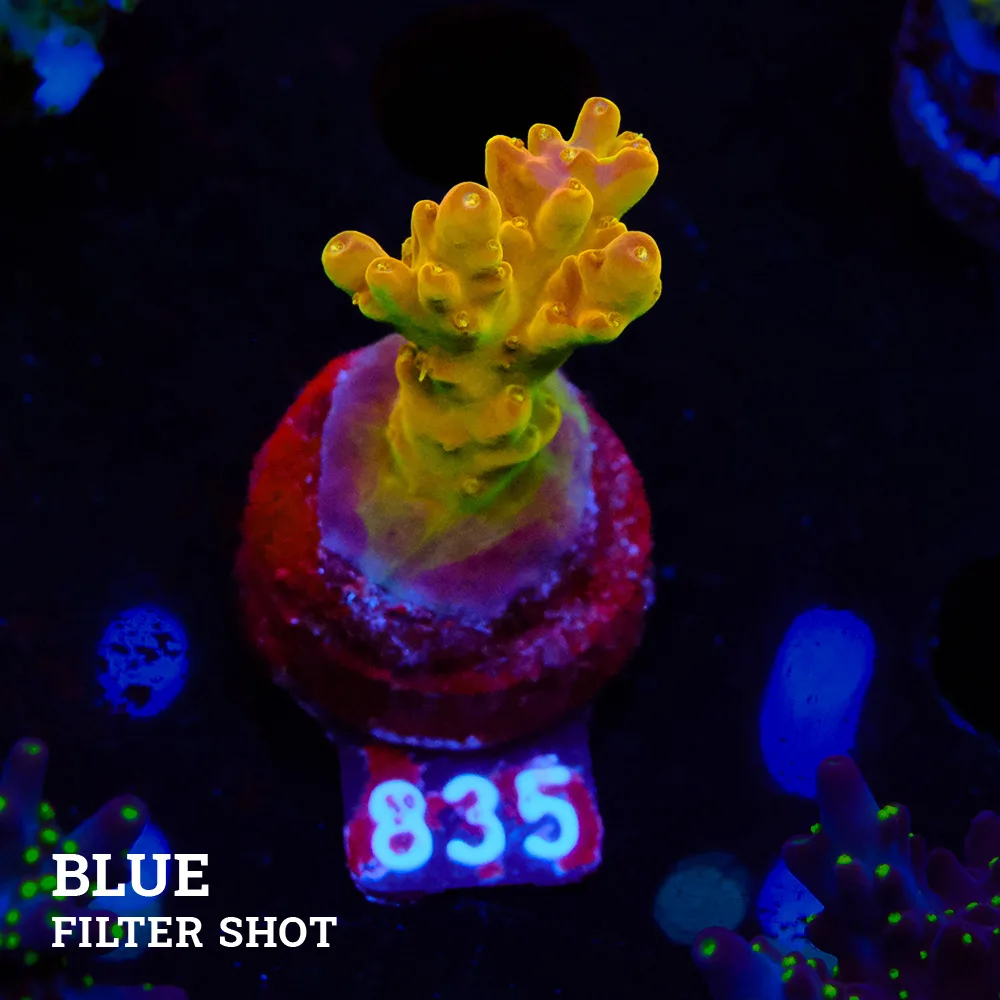 Acropora 'Gold Finger'