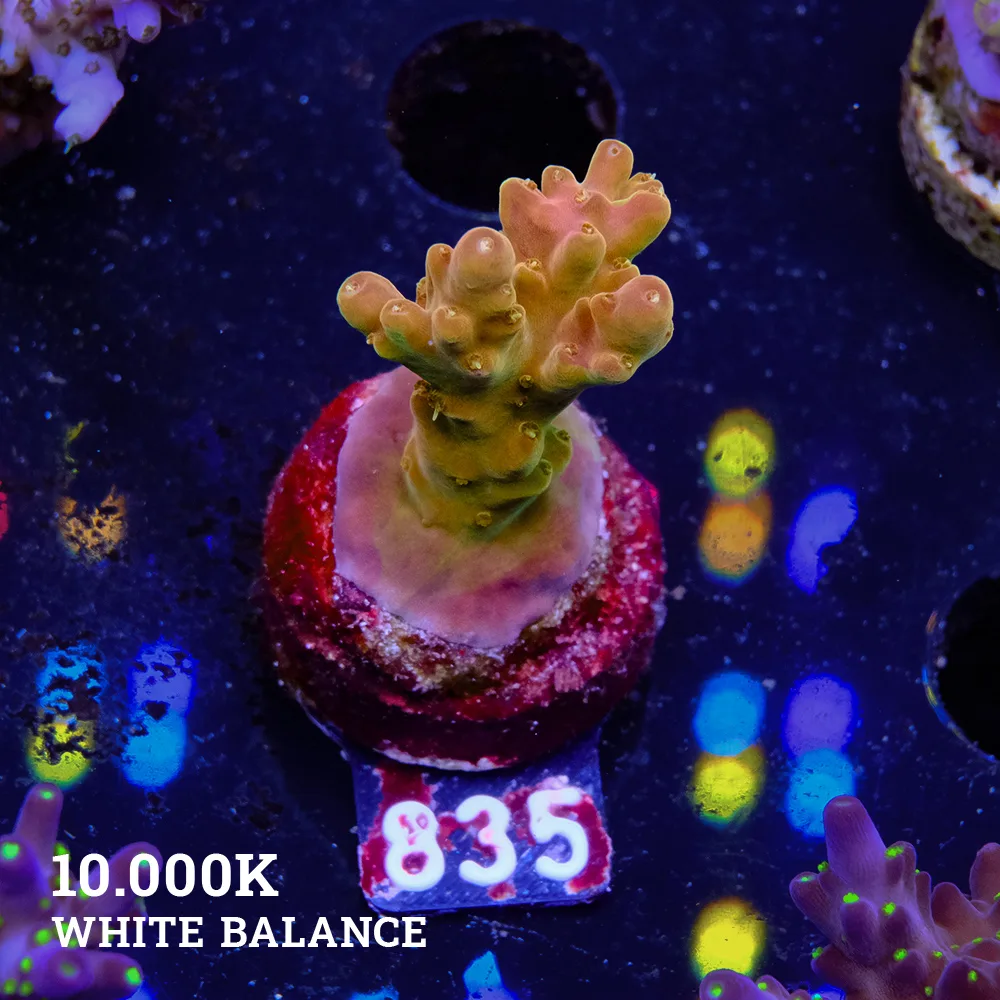 Acropora 'Gold Finger'