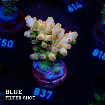 Acropora Granulosa 'Bronce Fluo'