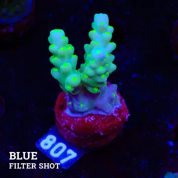 Acropora Granulosa 'Neon Polyp'