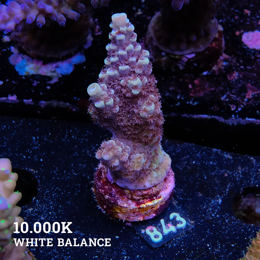 Acropora 'Greeen & Purple'