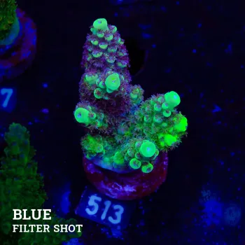 Acropora 'Greeen & Purple'