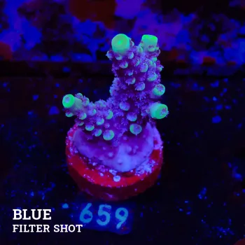 Acropora 'Greeen & Purple'
