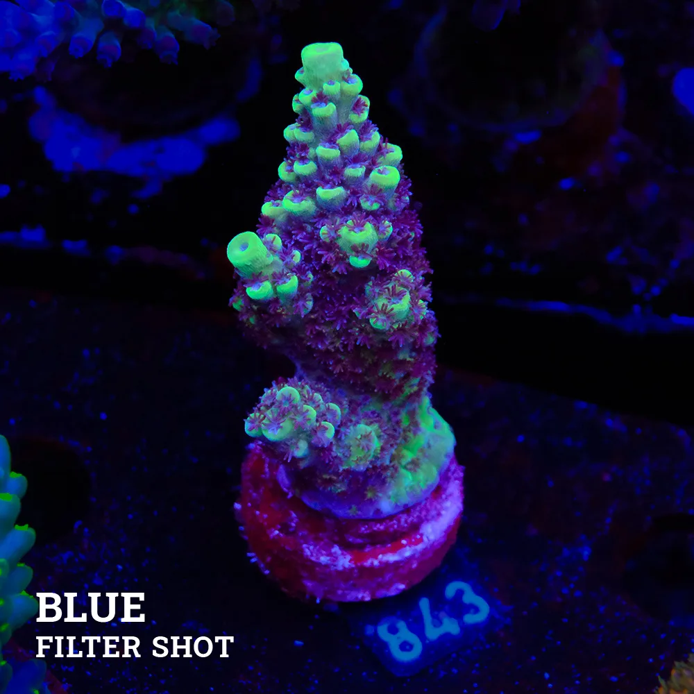 Acropora 'Greeen & Purple'