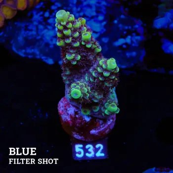 Acropora 'Green & Purple Polyps'