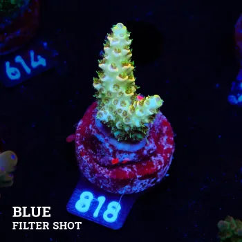 Acropora Hyacinthus