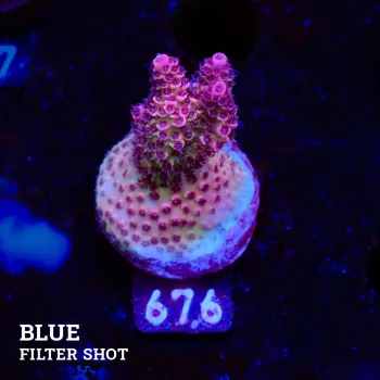 Acropora Hyacinthus