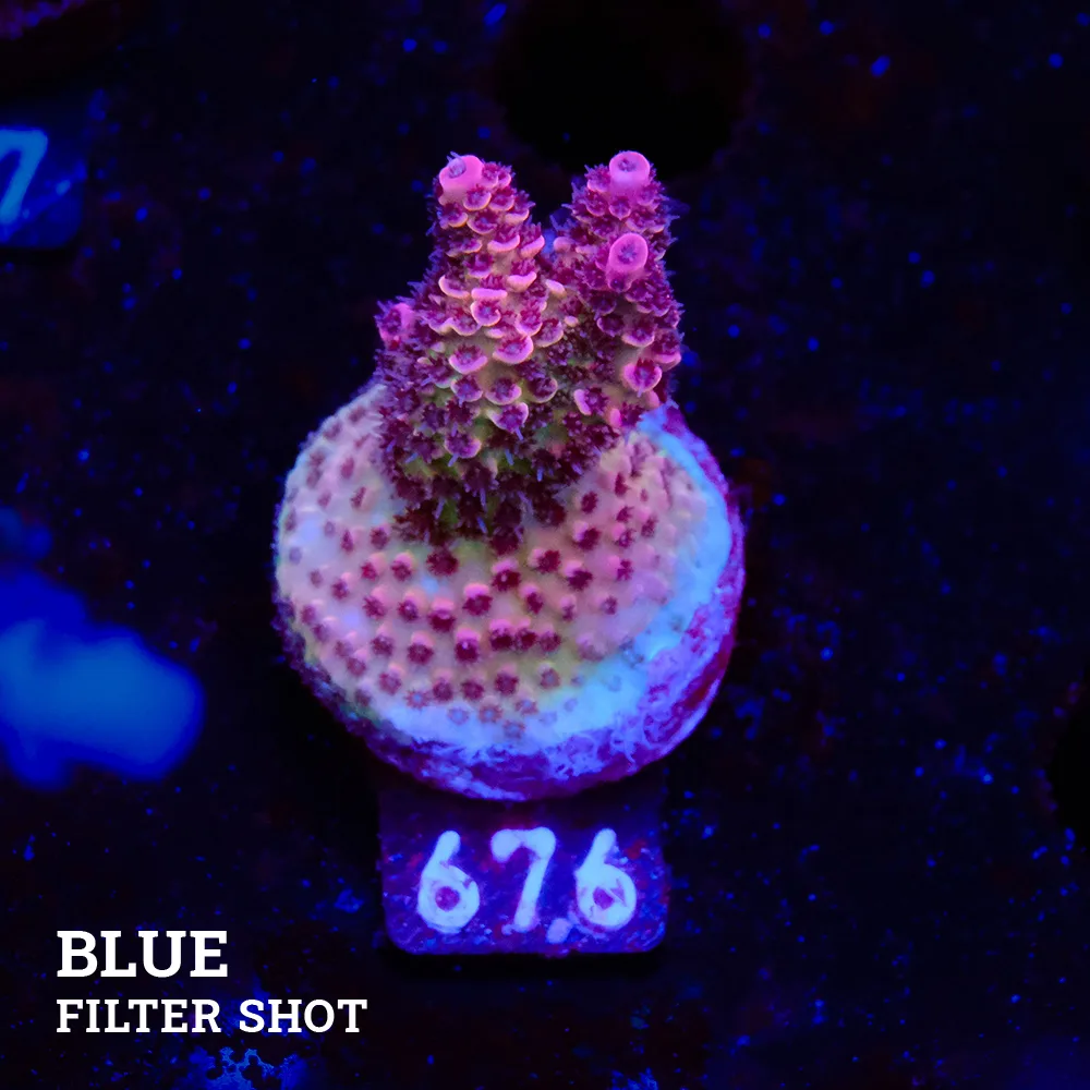 Acropora Hyacinthus
