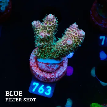 Acropora Millepora 'Blue & Fluo'