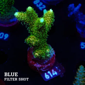 Acropora Millepora 'Green & Yellow'
