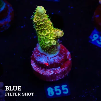 Acropora Millepora 'Green & Yellow'