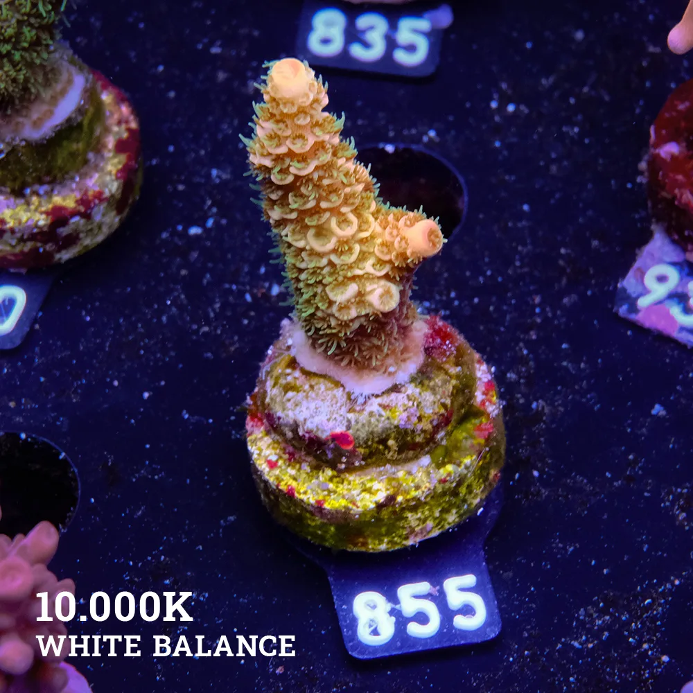 Acropora Millepora 'Green & Yellow'