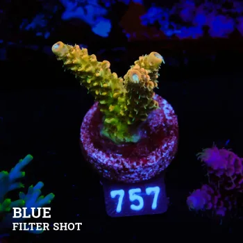 Acropora Millepora 'Orange'